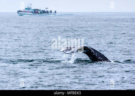 La coda di una balena grigia emerse dall'acqua come turisti guardato da una barca nell'Oceano Pacifico appena al largo della costa della California del Sud. Foto Stock