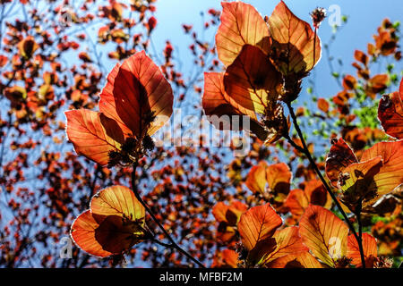 Fagus sylvatica Atropurpurea, foglie di faggio viola luce solare Foto Stock