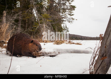 MAYNOOTH, Ontario, Canada - 24 Aprile 2018: un North American Beaver (Castor canadensis) Foraggi per il cibo. ( Ryan Carter ) Foto Stock