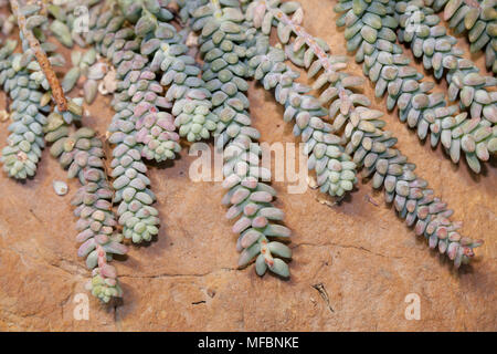 Burro di coda, Liten apsvans (Sedum morganianum) Foto Stock