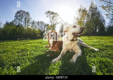 Due cani amichevole in natura. Il Labrador Retriever e Nova Scotia Duck Tolling Retriever giacente sul prato durante il tramonto. Foto Stock