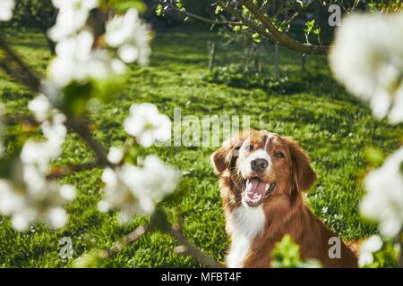 Primavera nel giardino. Carino e gentile cane (Nova Scotia Duck Tolling Retriever) seduto sotto agli alberi del giardino durante il tramonto. Foto Stock