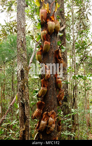 Brocca di piante su tree Nepenthes veitchii Maliau, Sabah, Malaysia Foto Stock