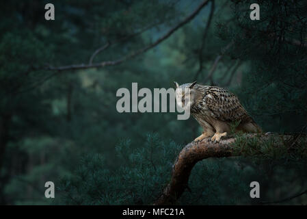 Siberian gufo reale / Bubo bubo sibiricus / Gufo in foresta Foto Stock