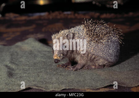 Riccio di smidollati Erinaceus europaeus con rogna sarcoptica vittima di essere curati in casa. Hampshire, Inghilterra Foto Stock