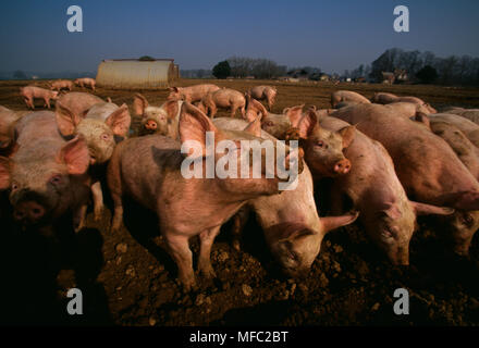 Suini grande gruppo di intervallo libero giovane a Plantation suini Ltd, Surrey, Sud Est Inghilterra Foto Stock