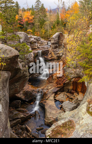 Coclea a vite cade in autunno, Grafton tacca del parco statale, Maine Foto Stock