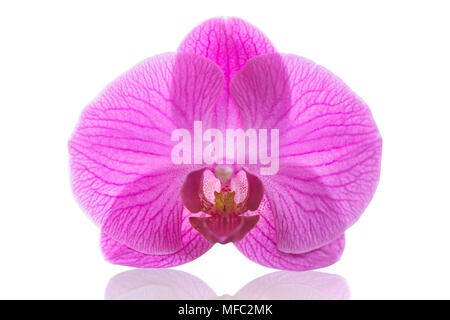 Orchid Flower Pink Phalaenopsis o tignola dendrobium isolato su sfondo bianco con tracciato di ritaglio Foto Stock