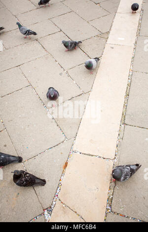 Venezia, Italia - Marzo 1, 2015: sulla piazza San Marco a Venezia i piccioni cucciolata il terreno in cerca di cibo. Foto Stock