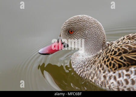 Capo Teal a Slimbridge Foto Stock