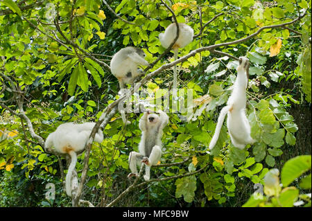 Silky Sifakas (Propithecus candidus) alimentazione di truppe nella struttura ad albero, in via di estinzione, Marojejy National Park, Madagascar Foto Stock