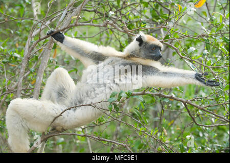 Golden-crowned sifaka (Propithecus tattersallli) alimentazione, Fenamby Riserva, Daraina, nord-est del Madagascar in via di estinzione Foto Stock