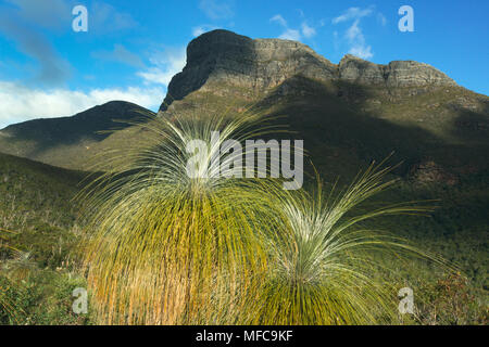 Struttura di erba (Kingia australis) endemica in Western Australia, intervalli di Stirling National Park, al di sotto di Bluff Knoll in tempesta di compensazione Foto Stock