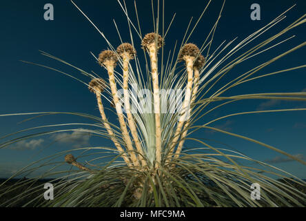 Struttura di erba (Kingia australis) endemica in Western Australia, Waychinicup Parco Nazionale Foto Stock