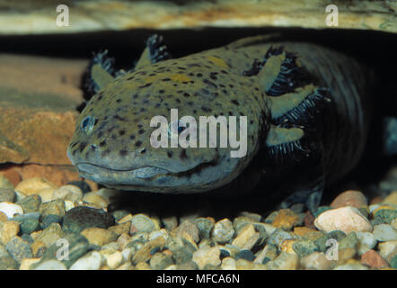 AXOLOTL messicano neotenic larva Ambystoma mexicanum Neoteny è un fenomeno per cui larva ha una capacità precoce di riprodurre. Foto Stock