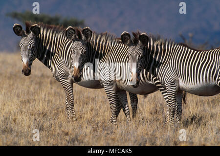 Di GREVY ZEBRE Equus grevyi Lewa Downs riserva, nel nord del Kenia specie in via di estinzione Foto Stock