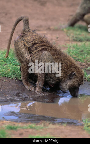 Oliva femmina di babbuino papio anubis bere mentre si trasporta i giovani Masai Mara riserva nazionale, Kenya Foto Stock