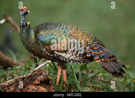 La Turchia OCELLATED Agriocharis ocellata specie in via di estinzione. Tikal rovine Maya in Guatemala America Centrale Foto Stock