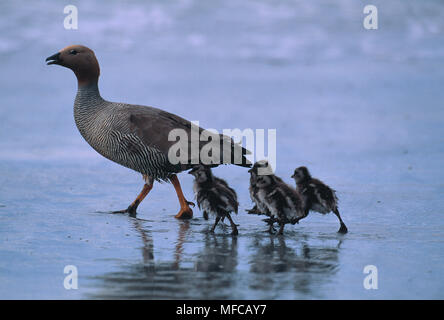 RUDDY-HEADED GOOSE con giovani Chloephaga rubidiceps Isole Falkland Foto Stock