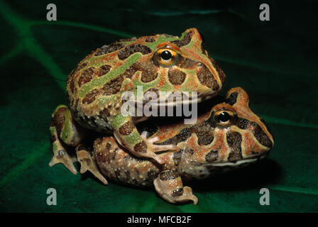 Suriname cornuto Ceratophrys rana cornuta due giovani, chiamati anche Wide-Mouthed Rana Foto Stock