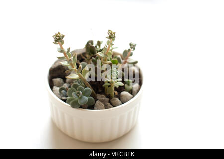 Piccoli germogli di succulenti composizione in vaso di ceramica isolata su sfondo bianco close up Foto Stock