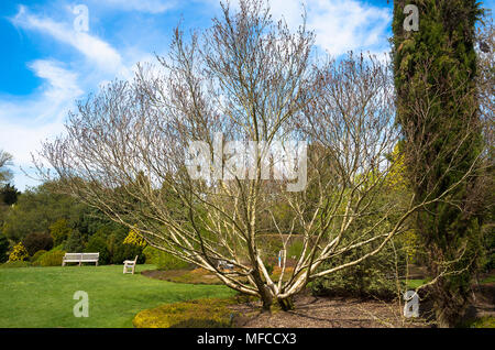 Decidui Medwediewi Betula multi-struttura ramificata strombate che mostra la disposizione dei rami principali Foto Stock