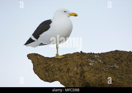 Kelp (dominicano) gabbiano, Larus dominicanus; Antartide Foto Stock