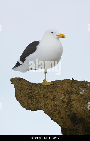 Kelp (dominicano) gabbiano, Larus dominicanus; Antartide Foto Stock