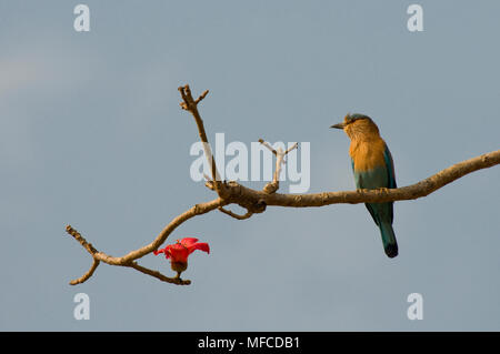 Rullo indiano, Coracias benghalensis, in seta cotton tree; Parco Nazionale di Kanha, India Foto Stock