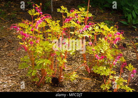 Dicentra spectabilis cuore d'oro che crescono naturalmente e in modo informale in un letto in un giardino inglese Foto Stock