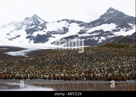 Re colonia di pinguini St. Andrew's Bay, Isola Georgia del Sud. Foto Stock