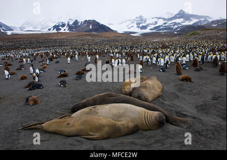 Elefante meridionale le guarnizioni e re pinguini; St Andrews Bay, Georgia del Sud Foto Stock