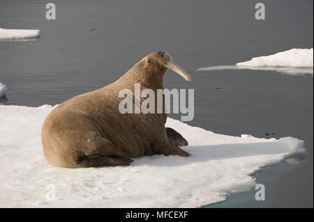 Tricheco su ghiaccio floe, Odobenus rosmarus; Spitsbergen. Foto Stock