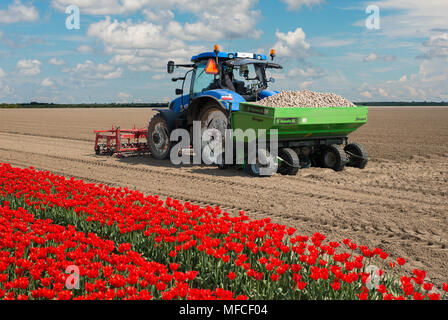Stellendam,Olanda,23-Aprile-2018:un trattore gli agricoltori occupato piantando patate sul campo, vicino i campi di tulipani in Olanda, le patate sono per il consumo Foto Stock