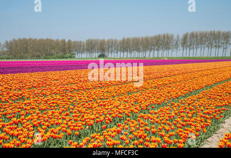 Archiviato di rosso giallo viola e rosa tulipani in Olanda su goeree con singolo albero a sfondo in Olanda Foto Stock