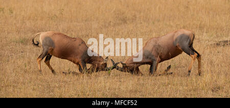 Due topi maschi di lotta, Damaliscus korrigum; Masai Mara, Kenya. Foto Stock