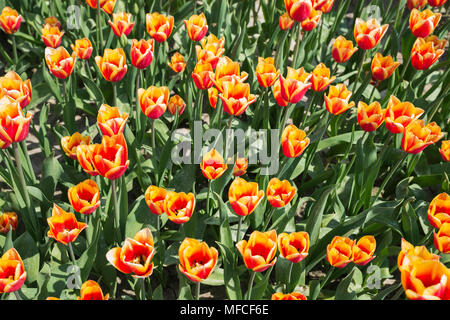 Archiviato di rosso e giallo tluip fiori in Olanda dove i fiori sono famosi e popolari per l'esportazione Foto Stock