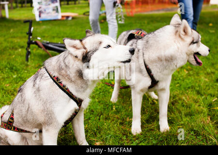 Husky al di fuori del cane al guinzaglio camminare, erba verde in posizione di parcheggio Foto Stock