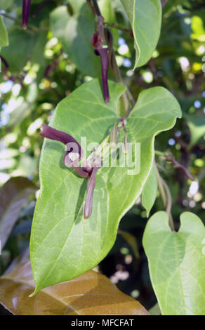 Fiore di Aristolochia tagala, stabilimento alimentare del bruco del Cairns Birdwing Butterfly(Ornithoptera priamus euphorion), Cairns, Queensland, Aus Foto Stock