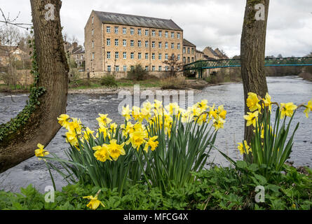 Giunchiglie sulle rive del Fiume Tees vicino alla passerella Thorngate (Green Bridge) Barnard Castle, Teesdale, County Durham, Regno Unito Foto Stock