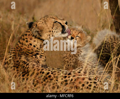 Ghepardo pulizia femmina cub Acinonyx jubatus Masai Mara riserva nazionale, Kenya Foto Stock