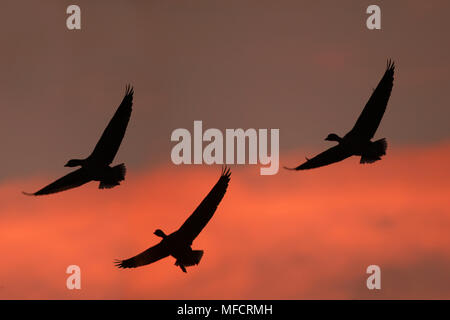 Oche GRAYLAG battenti in roost Anser anser Martin mera WWT, Lancs, Regno Unito Foto Stock