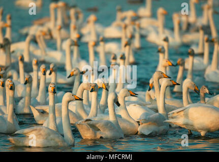 WHOOPER cigni gruppo prima di alimentare Cygnus cygnus Martin mera WWT, Lancs, Regno Unito Foto Stock