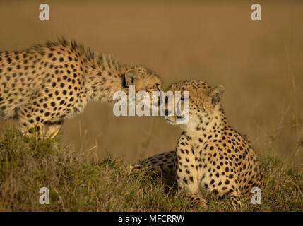 CHEETAH cub essendo affettuoso a madre Acinonyx jubatus Masai Mara Game Reserve, Kenya Foto Stock