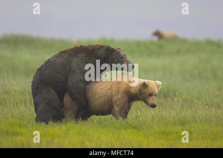AMERICAN marrone o orsi grizzly Ursus arctos horribilis coniugata Katmai National Park, Alaska, STATI UNITI D'AMERICA Foto Stock