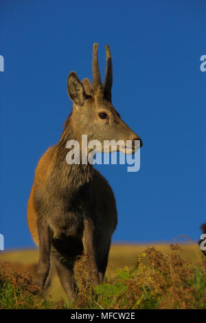 RED DEER cerbiatto (pricket) Cervus elaphus Highlands scozzesi, UK. Foto Stock