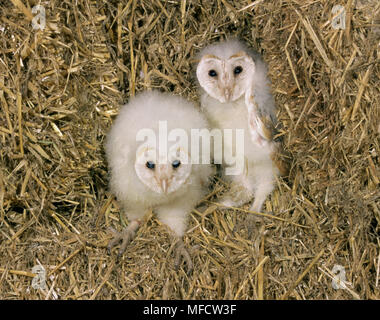 Barbagianni giovani (presi durante lo squillo) Tyto alba UK. Foto Stock