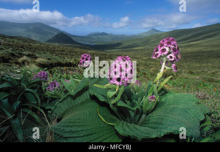 DAISY Pleurophyllum speciosum Campbell Island, Nuova Zelanda Foto Stock