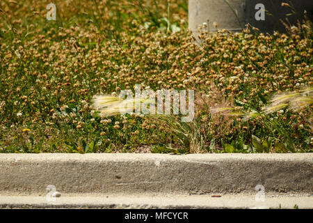 Strada trifoglio, erba ed erbacce tutti al vento Foto Stock
