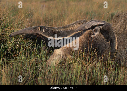 GIANT ANTEATER & Young Myrmecophaga tridactyla in wild Serra da Canastra National Park, Brasile, Sud America Foto Stock